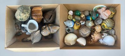 two boxes with shells in them on a table
