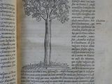 an open book with a drawing of a tree on it
