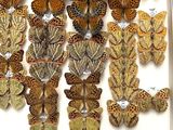 a lot of butterflies that are on display in a box