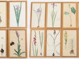six reproductions botaniques encadrées représentant des fleurs sauvages et d'autres plantes, accrochées au mur