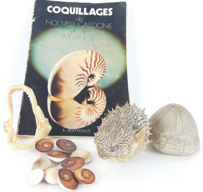 a book with a picture of a shell and other items