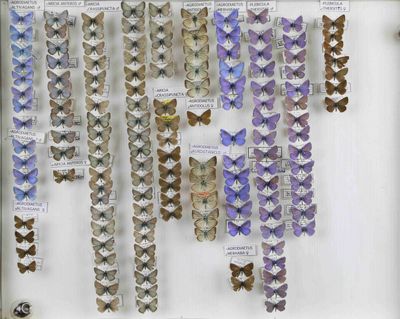 de nombreux papillons exposés dans une vitrine