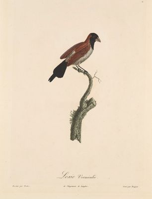 l'oiseau est perché sur une branche d'arbre