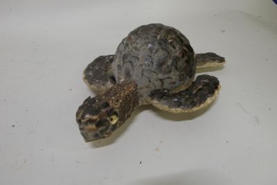 a small turtle that is laying on a white surface
