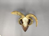 a goat ' s skull mounted on the wall of a room