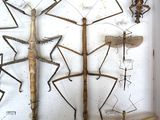 a lot of insects that are on display in a box