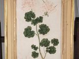 tableau représentant un géranium dans un cadre doré, posé sur une étagère
