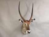 an antelope head mounted on a wall with a white background