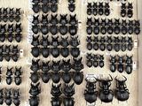 many different types of beetles on display in a display case