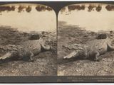 une vieille photo en noir et blanc montrant deux crocodiles allongés par terre