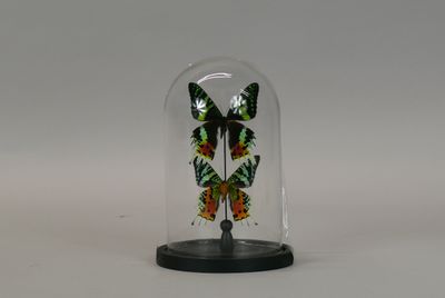a glass bell with a butterfly inside of it