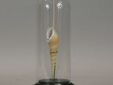 a glass dome with a shell inside of it