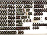 a lot of beetles that are on display in a box