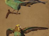 tableau représentant deux perroquets perchés sur une branche, dont l'un a les ailes déployées