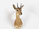 a deer head mounted on a wall with a white background