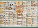 de nombreux types de papillons exposés dans une vitrine