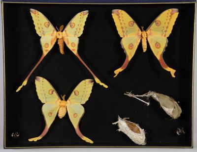 trois papillons de nuit sont exposés dans un cadre vitré sur fond noir