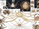 a lot of different types of spider specimens on display