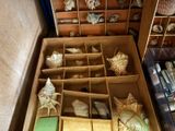 a wooden box filled with assorted seashells and shells