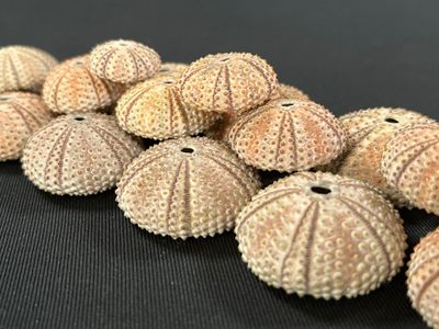 a lot of sea urchins sitting on a black surface