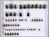 de nombreux insectes exposés dans une vitrine