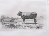 a drawing of a cow standing in a field