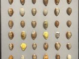 a picture of a display of shells in a black frame