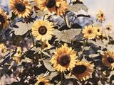 des tournesols jaunes dans un champ, avec un ciel bleu en arrière-plan