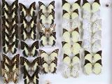 de nombreux papillons exposés dans une boîte