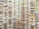 a display of insects and moths on display in a museum