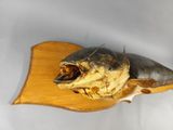 fish head mounted on a wooden plaque on a white background