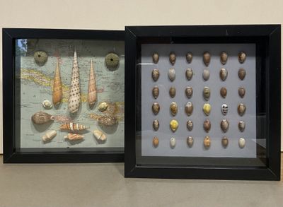 two framed pictures of shells on display in a black frame