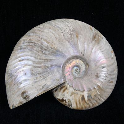 an image of a seashell on a black background