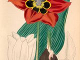 dessin représentant une fleur rouge avec des feuilles vertes dans un vase