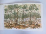 an open book with a drawing of a forest in the middle of it