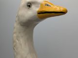 a white duck with a yellow beak on a gray background