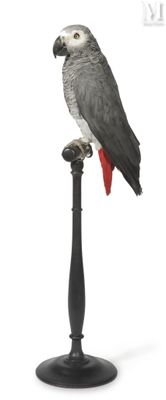 a bird that is sitting on top of a pole