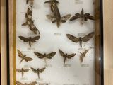 a picture of a display of moths in a glass case