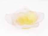 a white and yellow flower sitting on a white surface