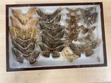 a lot of moths in a box on the table