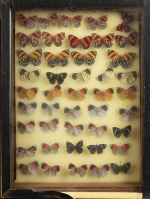 many different types of butterflies displayed in a shadow box