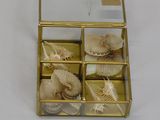 a gold box with shells in it on a white surface