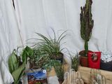 une table sur laquelle sont disposées diverses plantes