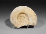 a close up of a fossilized animal ' s head on a stand