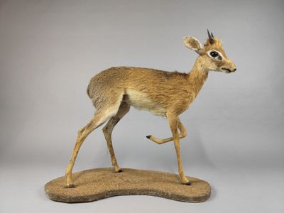 une antilope debout au sommet d'un rocher, sur un fond blanc