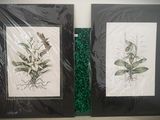 deux photos encadrées représentant des plantes, accrochées au mur