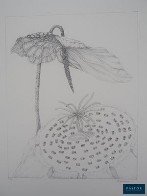 dessin au crayon représentant une libellule posée sur une fleur