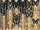 many different types of butterflies displayed in a display case