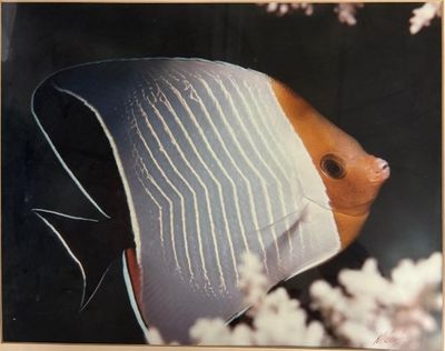 une photo d'un poisson dans un cadre