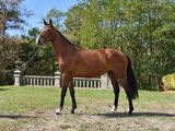 a brown horse that is standing in the grass